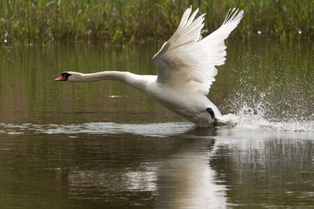 Flight of a swanの写真素材
