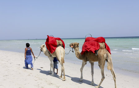 Camel on the beach of Djerbaの写真素材