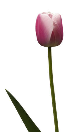 Tulip and dropの写真素材