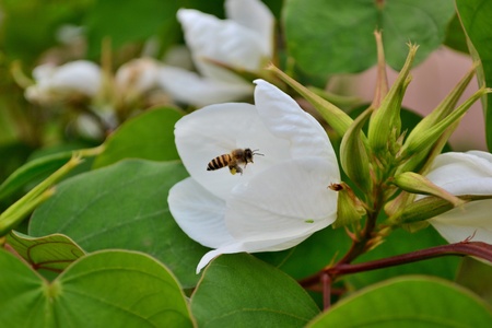 bee flying over flowers
