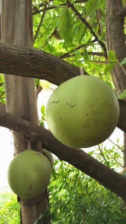 Calabash or wild calabash