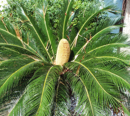 A palm tree floweringの写真素材