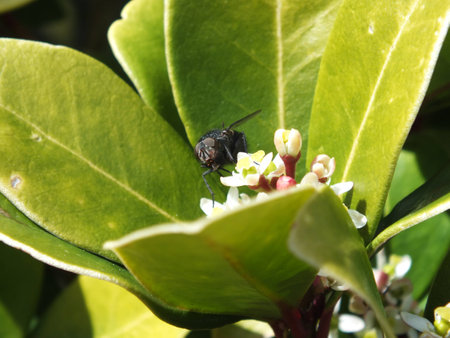 Blowfly finding nectar or pollen to survive to  mateの写真素材