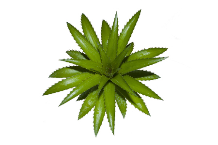 leaves pineapple with fresh greenの写真素材
