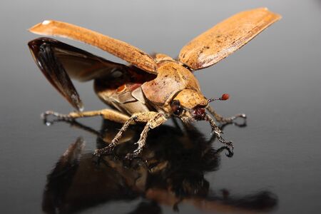 Action the beetle on black  backgroundの写真素材