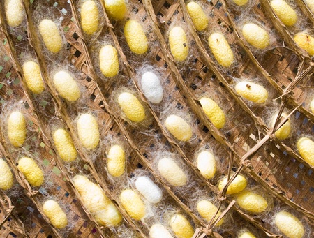 Silk Cocoon for made a THAI Silk.の写真素材
