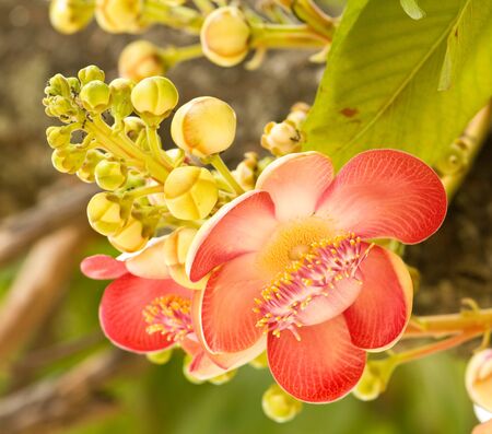 Flowers of Apocynaceae tree 