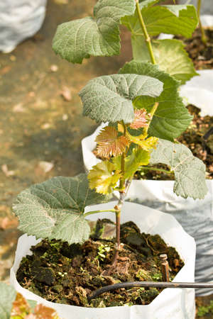 Young grape tree in greenhouse plant nursery の写真素材