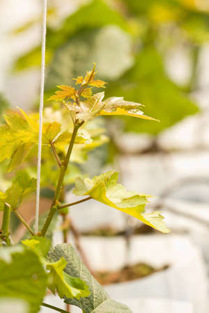 Young grape tree in greenhouse plant nursery の写真素材