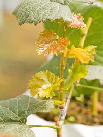 Young grape tree in greenhouse plant nursery の写真素材