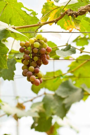 Fresh grape on tree の写真素材