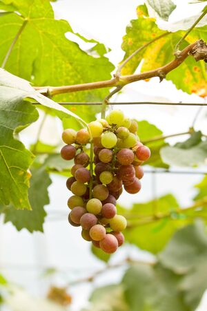 Fresh grape on tree の写真素材