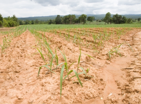 Young sugar cane field on Plateau  の写真素材