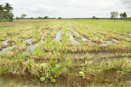 Wetlands at Northeast of Thailand  の写真素材