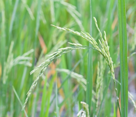 Thai rice field の写真素材