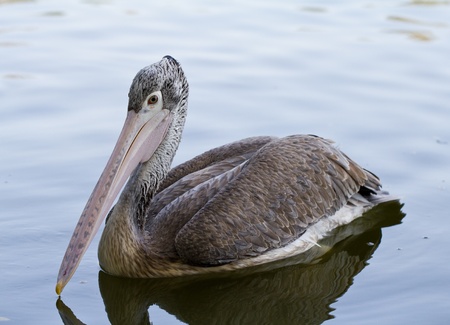 Spot-billed pelican in river  の写真素材