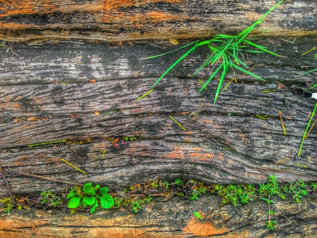 Texture of old wood.の素材