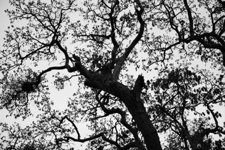 Tree branches on the white background