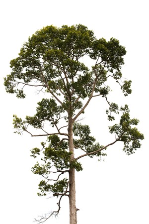 Tree isolated on white backgroundの写真素材