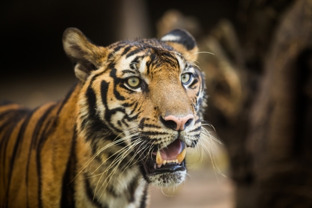 close up of a tiger's face in Zoo Thailandの写真素材