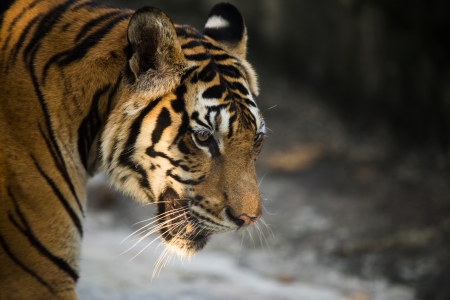 close up of a tiger's face in Zoo Thailandの写真素材