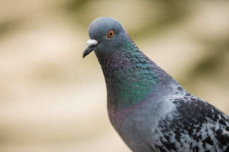 ferral pigeon detailの写真素材