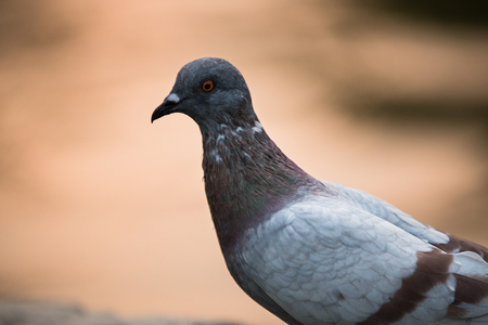ferral pigeon detailの写真素材