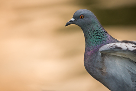 ferral pigeon detailの写真素材