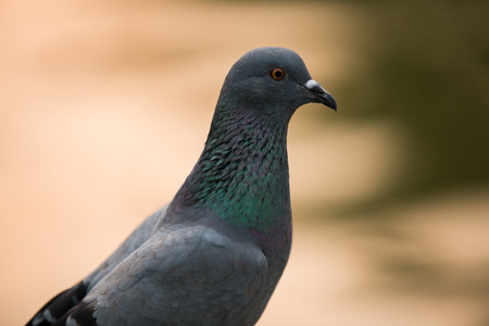 ferral pigeon detailの写真素材