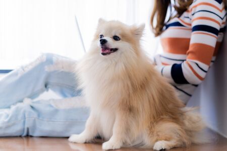 Asia student studying with laptop and dog at home. Education Concept. Asian people Asia student studying with laptop and dog at home. Education Concept. Asian people