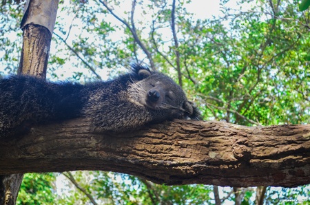 Bear,bearcatの素材