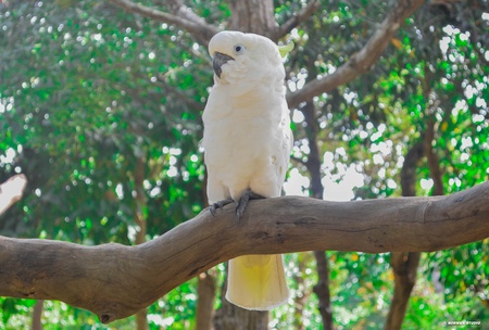 parrotの素材
