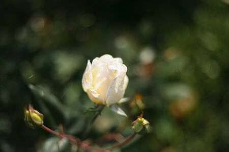 A beautiful white rose in the gardenの写真素材