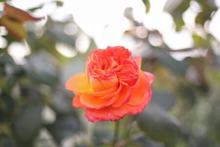 A beautiful peach orange rose in the garden