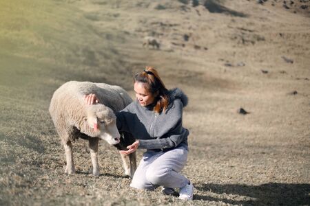 A beautiful woman happy time Playing with  sheep in the  farm at Taiwanの写真素材
