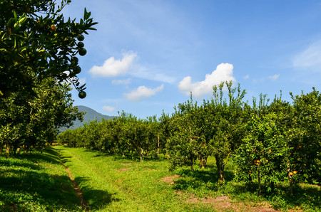 Orange Parkの写真素材