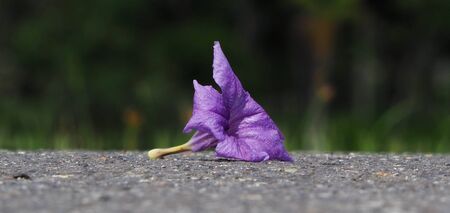 Purple flowers, petunias, on the streets in the park and blurred green backgrounds.の写真素材