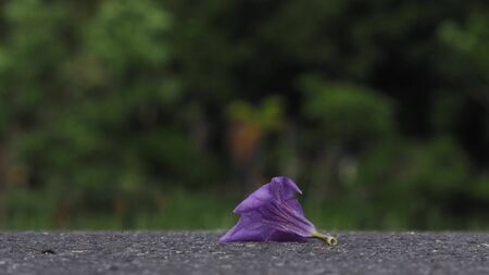 Purple flowers, petunias, on the streets in the park and blurred green backgrounds.の写真素材