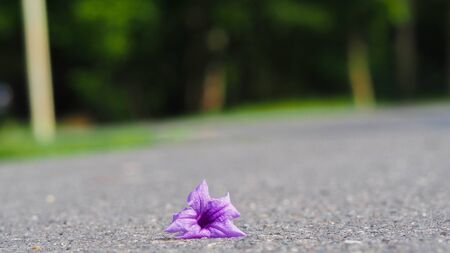 Close up of a flower purple on floor, Macro Leaves and Flowers.の写真素材