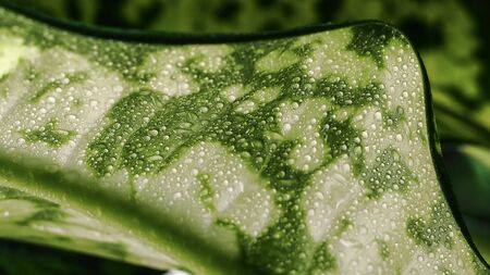 abstract green leaf background with water droplets, out of focus.