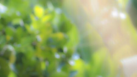 blurred green and yellow abstract background, out of focus texture. with bokeh and sunlight.
