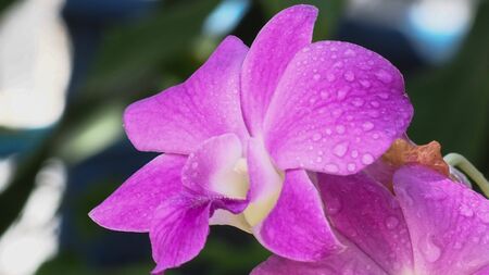 close-up purple flowers, orchids (orchidaceae), with water droplets, blurred background green, macro.の写真素材