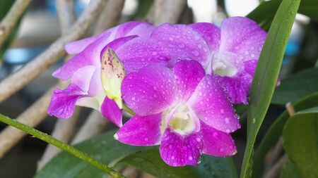 close-up purple flowers, orchids (orchidaceae), with water droplets, blurred background green, macro.の写真素材