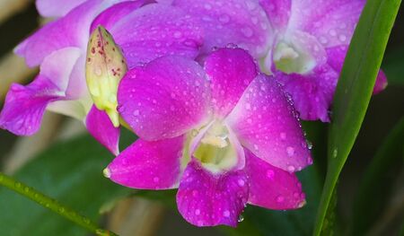 close-up purple flowers, orchids (orchidaceae), with water droplets, blurred background green, macro.の写真素材