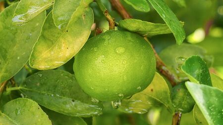 close-up beautiful green lemons (limes) on branch, with water droplets raining, and bright sunlight, on green leaves blurred backgrounds texture, macro.の写真素材