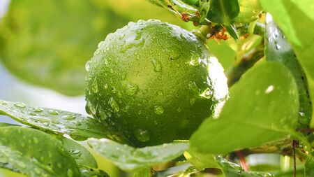close-up beautiful green lemons (limes) on branch, with water droplets raining, and bright sunlight,...