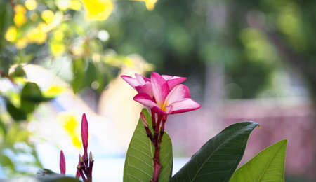 red flowers, plumeria (frangipani), on natural background bokeh, spa flower, nonthaburi thailand.の写真素材