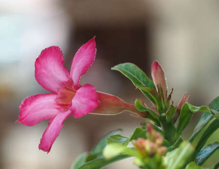 Pink adenium (Adenium obesum, Nerium obesum forssk, apocynaceae, Impala lily adenium, pink bigonnia) flower with blurred green leaves and background.の写真素材