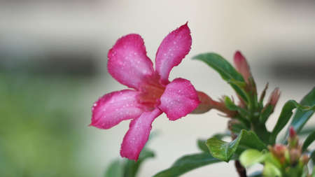 Pink adenium (Adenium obesum, Nerium obesum forssk, apocynaceae, Impala lily adenium, pink bigonnia) flower with blurred green leaves and background.の写真素材