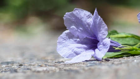 Close up of a flower purple on floor, Ruellia tuberosa Waterkanon, Toi ting flowers, Macro Flowers for background texture.の写真素材